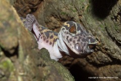 Goniurosaurus catbaensis