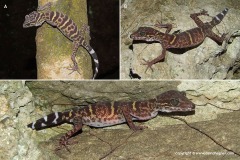 Goniurosaurus catbaensis