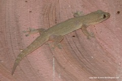 Hemidactylus frenatus