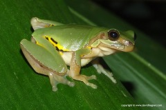 Hyla simplex
