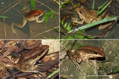 Hylarana nigrovittata