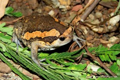 Kaloula pulchra