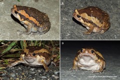 Kaloula pulchra
