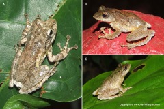 Kurixalus odontotarsus
