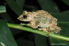 Kurixalus verrucosus