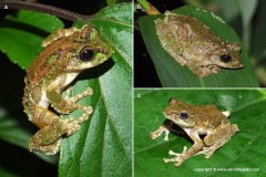 Kurixalus verrucosus
