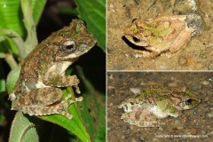 Kurixalus verrucosus