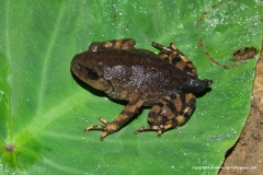 Leptobrachium sp.