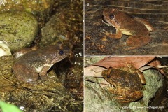 Limnonectes kuhlii