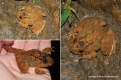 Limnonectes sp.?