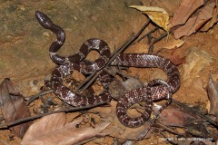 Lycodon ruhstrati abditus