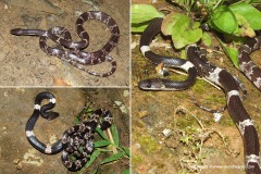 Lycodon ruhstrati abditus