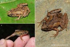 Microhyla butleri