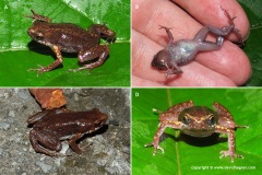 Micryletta inornata