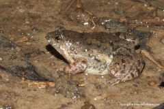 Occidozyga sp.
