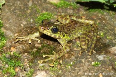 Odorrana chapaensis
