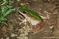 Odorrana chloronota