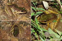 Odorrana sp.