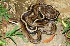 Orthriophis taeniurus yunnanensis