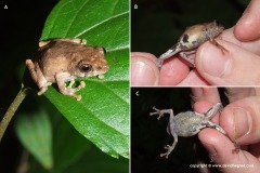 Raorchestes parvulus