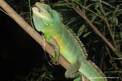 Physignathus cocincinus