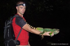 Physignathus cocincinus