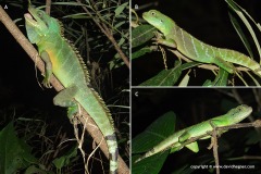 Physignathus cocincinus