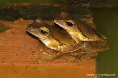 Polypedates leucomystax