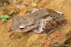 Polypedates leucomystax