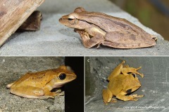 Polypedates leucomystax
