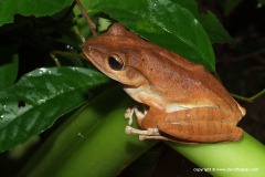 Polypedates mutus