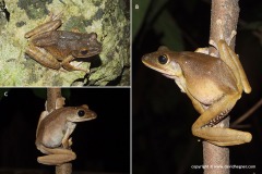 Polypedates mutus