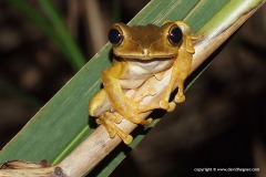 Polypedates mutus
