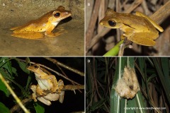 Polypedates mutus