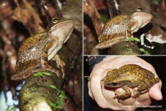 Polypedates sp.