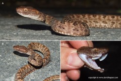 Protobothrops mucrosquamatus
