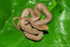 Psammodynastes pulverulentus