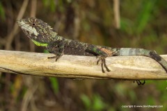 Pseudocalotes brevipes