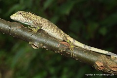 Pseudocalotes brevipes