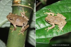 Raorchestes parvulus