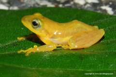 Rhacophoridae sp.
