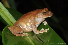 Rhacophorus calcaneus