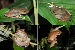 Rhacophorus calcaneus