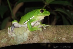 Rhacophorus dennysi