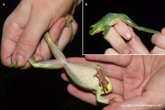 Rhacophorus feae