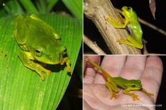 Rhacophorus sp.