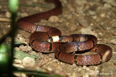 Sinomicrurus macclellandi