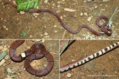 Sinomicrurus macclellandi
