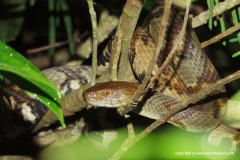 Sinonatrix aequifasciata