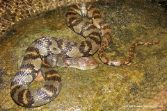 Sinonatrix aequifasciata